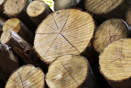Holz - ältester Rohstoff der Welt